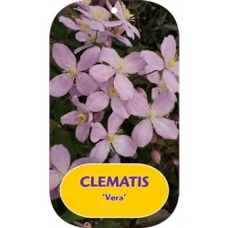 Kalninė raganė - Clematis montana VERA