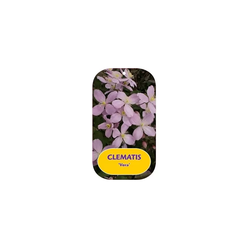 Kalninė raganė - Clematis montana VERA Kalninė raganė - Clematis montana VERA