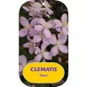 Clematis montana VERA