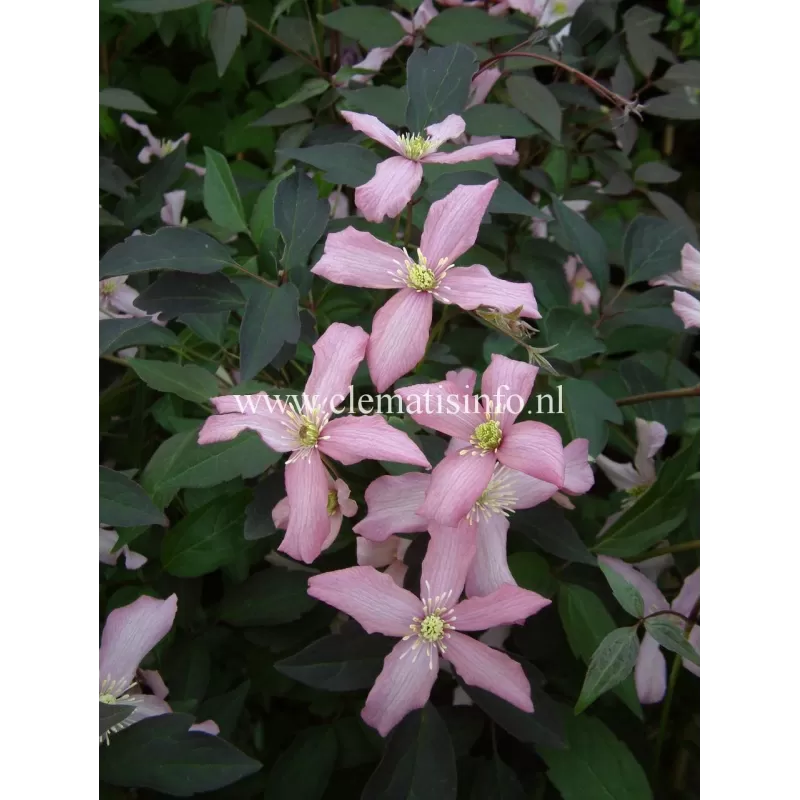 Clematis montana WARWICKSHIRE ROSE
