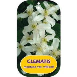 Kalninė raganė - Clematis montana  var. WILSONII
