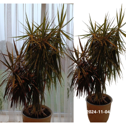 Dracaena Marginata branched 27Ø 120cm augintojas Ammerlaan grondcultuur  x1