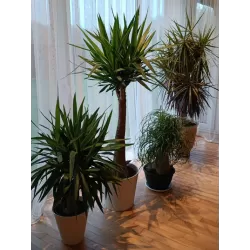 Dracena - Dracaena Marginata