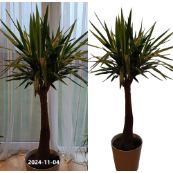 Pluoštinė juka - Yucca filamentosa