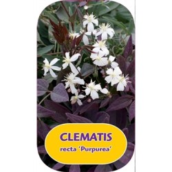 Stačioji raganė - Clematis recta PURPUREA