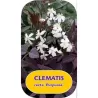 Stačioji raganė - Clematis recta PURPUREA