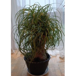 Nolina - Beaucarnea recurvata