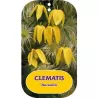 Tangutinė raganė - Clematis tangutica AUREOLIN