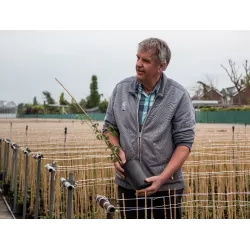 Clematis tangutica MY ANGEL