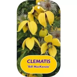 Tangutinė raganė - Clematis tangutica BILL MacKenzie