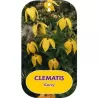 Tangutinė raganė - Clematis tangutica CORRY