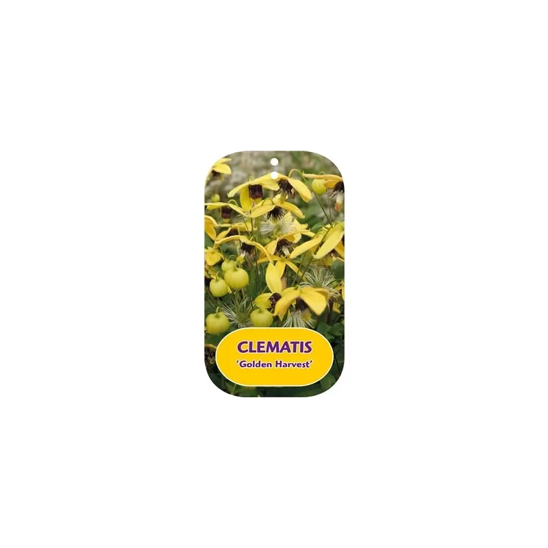 Tangutinė raganė - Clematis tangutica GOLDEN HARVEST