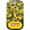 Tangutinė raganė - Clematis tangutica GOLDEN HARVEST