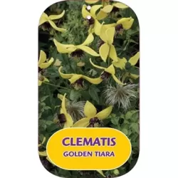 Clematis tangutica GOLDEN TIARA