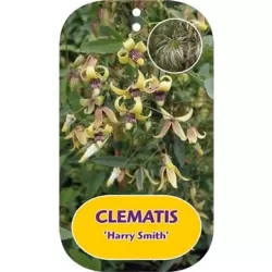 Tangutinė raganė - Clematis tangutica HARRY SMITH
