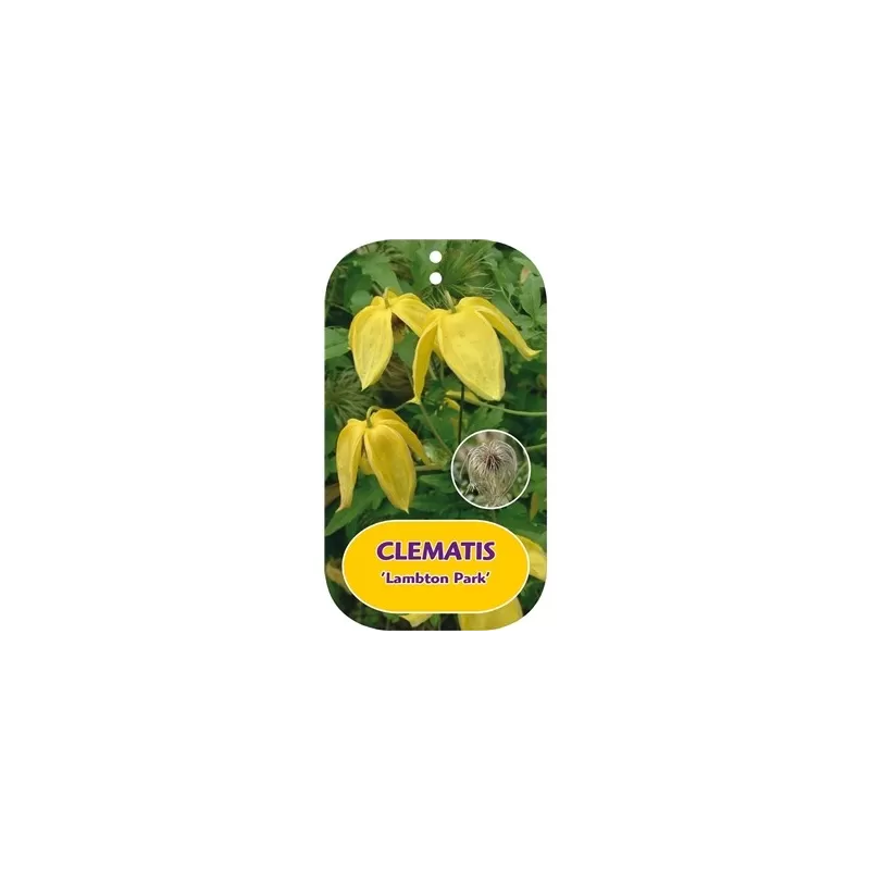 Clematis tangutica LAMBTON PARK