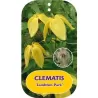 Clematis tangutica LAMBTON PARK