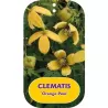 Clematis tangutica ORANGE PEEL