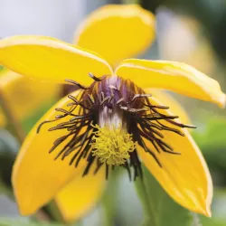 Tangutinė raganė - Clematis tangutica GOLDEN TIARA