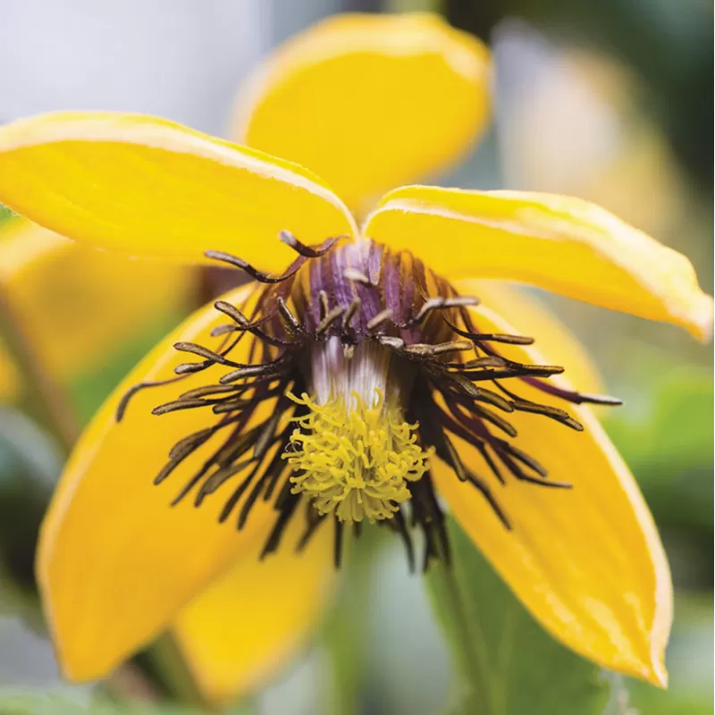 Clematis tangutica GOLDEN TIARA