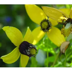 Clematis tangutica GOLDEN TIARA