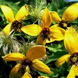 Clematis tangutica GOLDEN TIARA