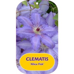 Clematis patens ALICE FISK
