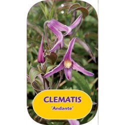 Clematis diversifolia ANDANTE