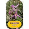 Clematis diversifolia ANDANTE