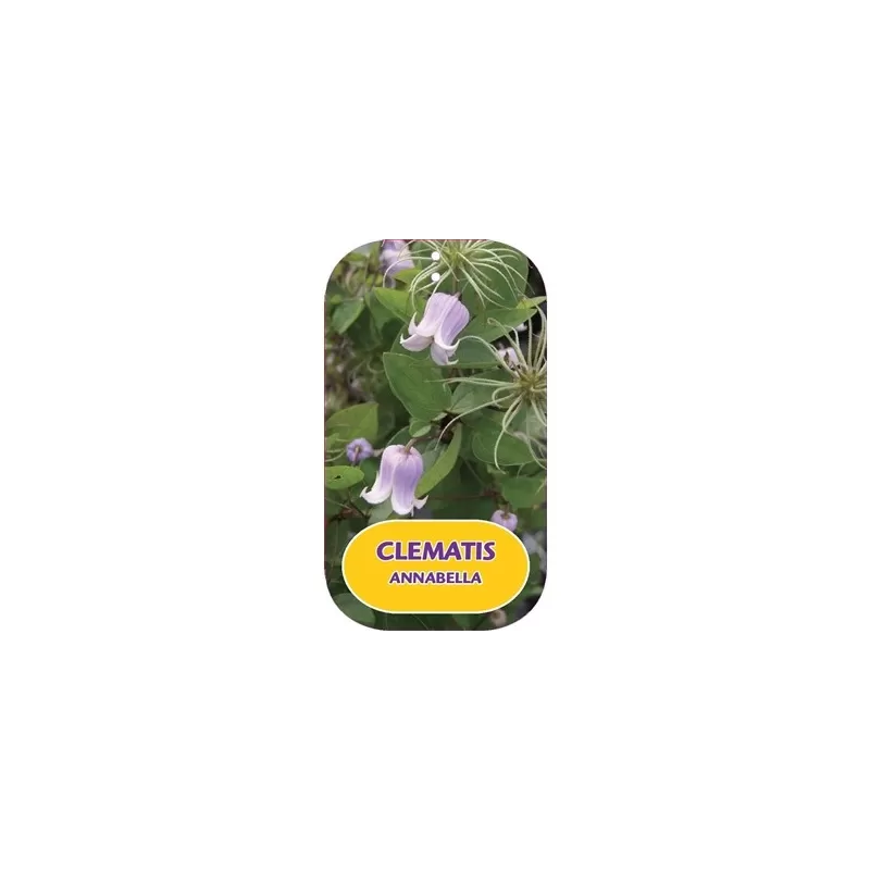 Raganė - Clematis ANNABELLA