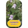 Clematis ANNABELLA