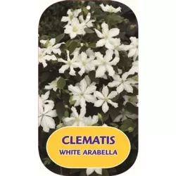 Raganė - Clematis WHITE ARABELLA