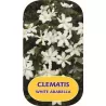 Clematis WHITE ARABELLA