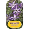 Clematis viticella ASTRA NOVA