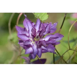 Clematis viticella ASTRA NOVA