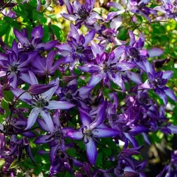 Clematis viticella ASTRA NOVA