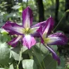 Clematis viticella ASTRA NOVA