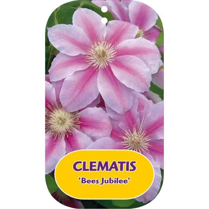 Plačiažiedė raganė - Clematis patens BEES JUBILEE