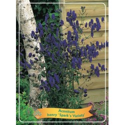 Aconitum henry Sparks Varietys P11 (užsakius iš rudens 8 vnt. + 2 vnt. dovanų)  mėlyna