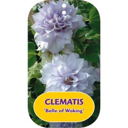 Plačiažiedė raganė - Clematis patens BELLE OF WOKING