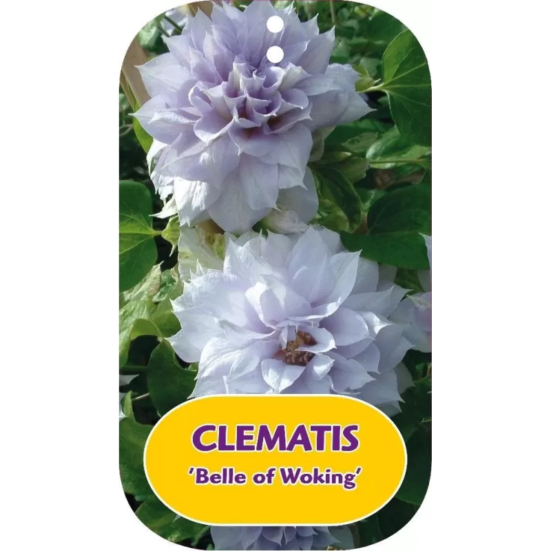 Plačiažiedė raganė - Clematis patens BELLE OF WOKING