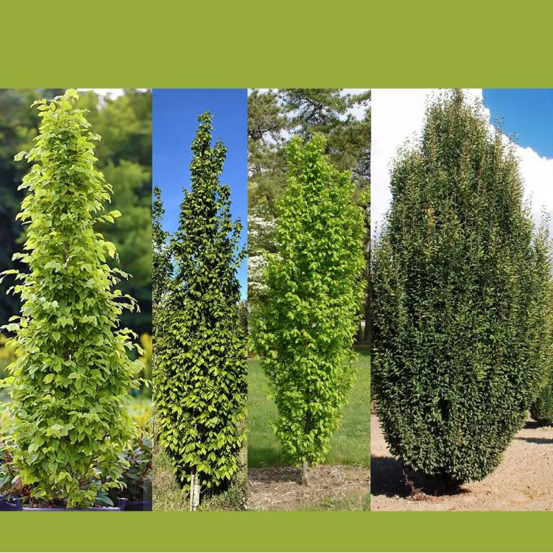 Glaustų skroblų kolekcija