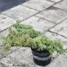 Juniperus squamata Meyeri 3 YEARS 0/1/2 C1 5- 20 x 25