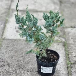 Juniperus squamata Meyeri 3 YEARS 0/1/2 C1 5- 20 x 25