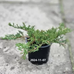 Gulščiasis kadagys - Juniperus horizontalis PRINCE OF WALES