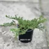 Gulščiasis kadagys - Juniperus horizontalis PRINCE OF WALES