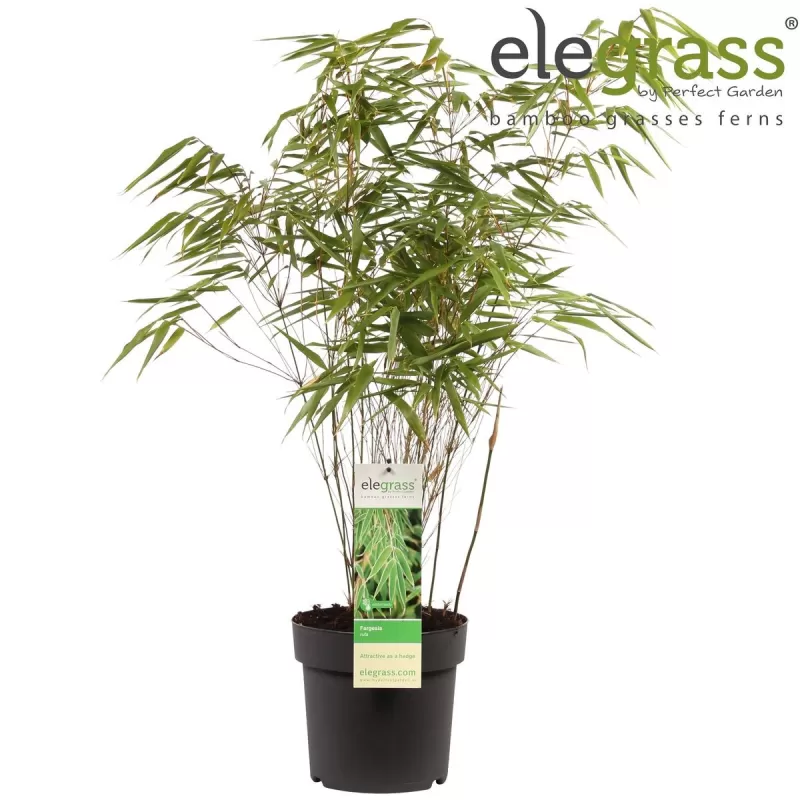 Skėtinis bambukaitis - Fargesia murieliae Rufa