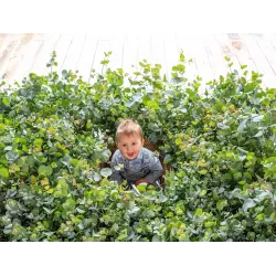 Retų ir egzotinių augalų prekyba internetu ir pristatymas į namus