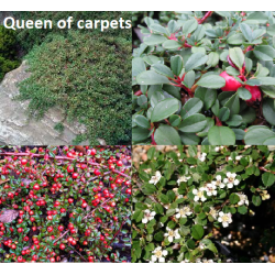Dreikusis kaulenis - Cotoneaster procumbens QUEEN OF CARPETS