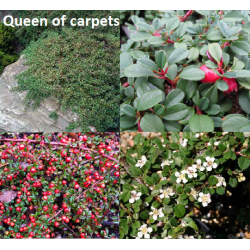 Kaulenis - Cotoneaster procumbens Queen of Carpets C1.5